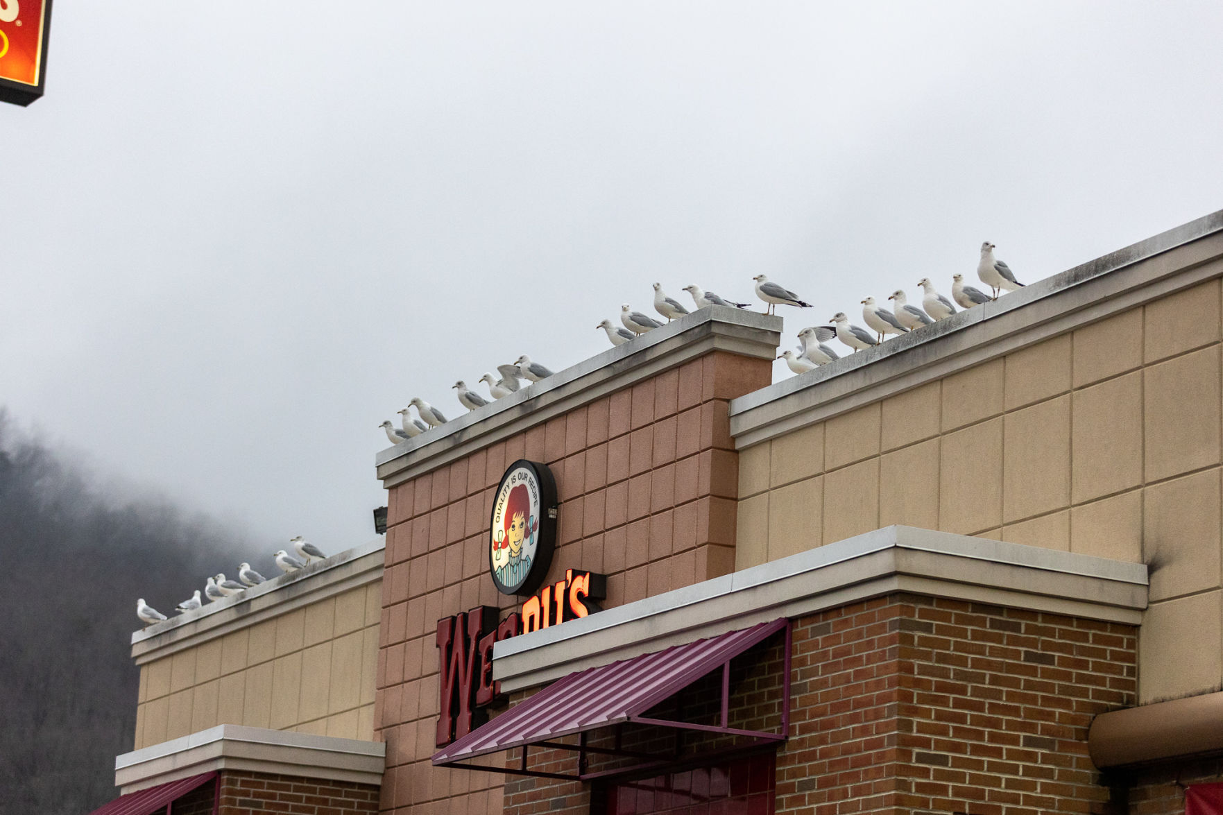 20210217-log-gulls (6 of 6).jpg